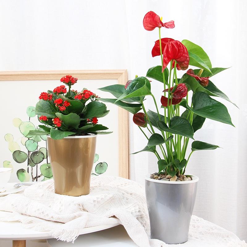 Chậu cây để bàn Oliz W0 - Chậu trồng cây tự tưới nước cho cây. Dùng trang trí nhà cửa, bàn làm việc