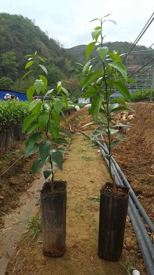 Cây quýt hồng Lai Vung