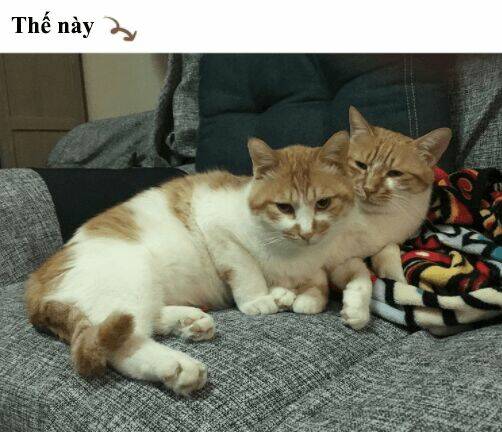 đại thánh và tiểu yêu chapter 50 23