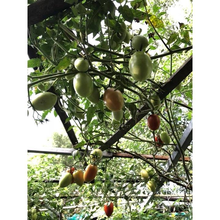 Hạt Giống Cà Chua Leo Giàn  CT285 - Gói 10 hạt