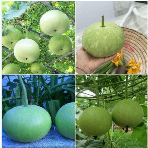 Hạt giống bầu quả tròn Thái - 1 gói 1gram