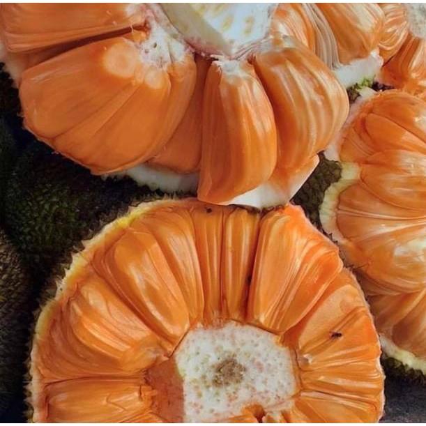 Mít ruột đỏ cam kết chất lượng