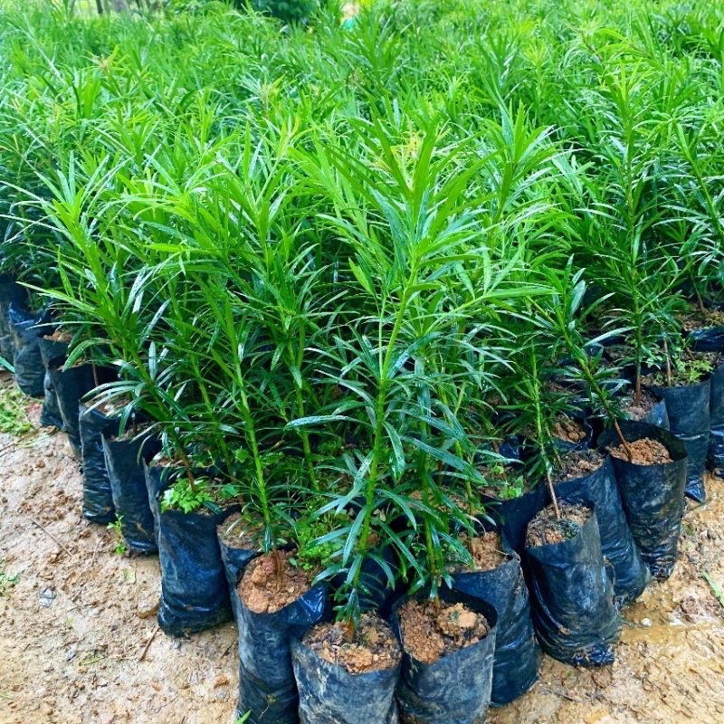 Cây vạn niên tùng
