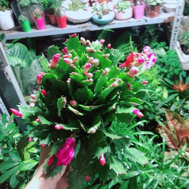 Chậu Cây Càng Cua