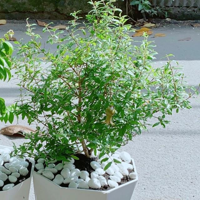 Chậu Cây Lựu Cho Sai Trái