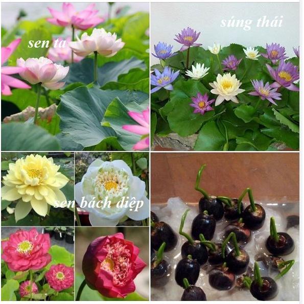 Hạt giống hoa sen bách diệp mix màu-Gói 5 hạt