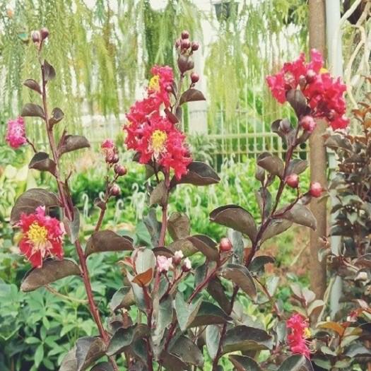 CÂY HOA TƯỜNG VI HUYẾT LONG GHÉP BẰNG LĂNG