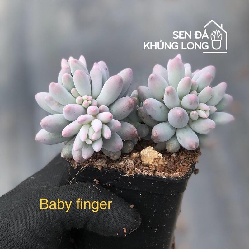 sen đá baby finger - pachyphytum baby finger