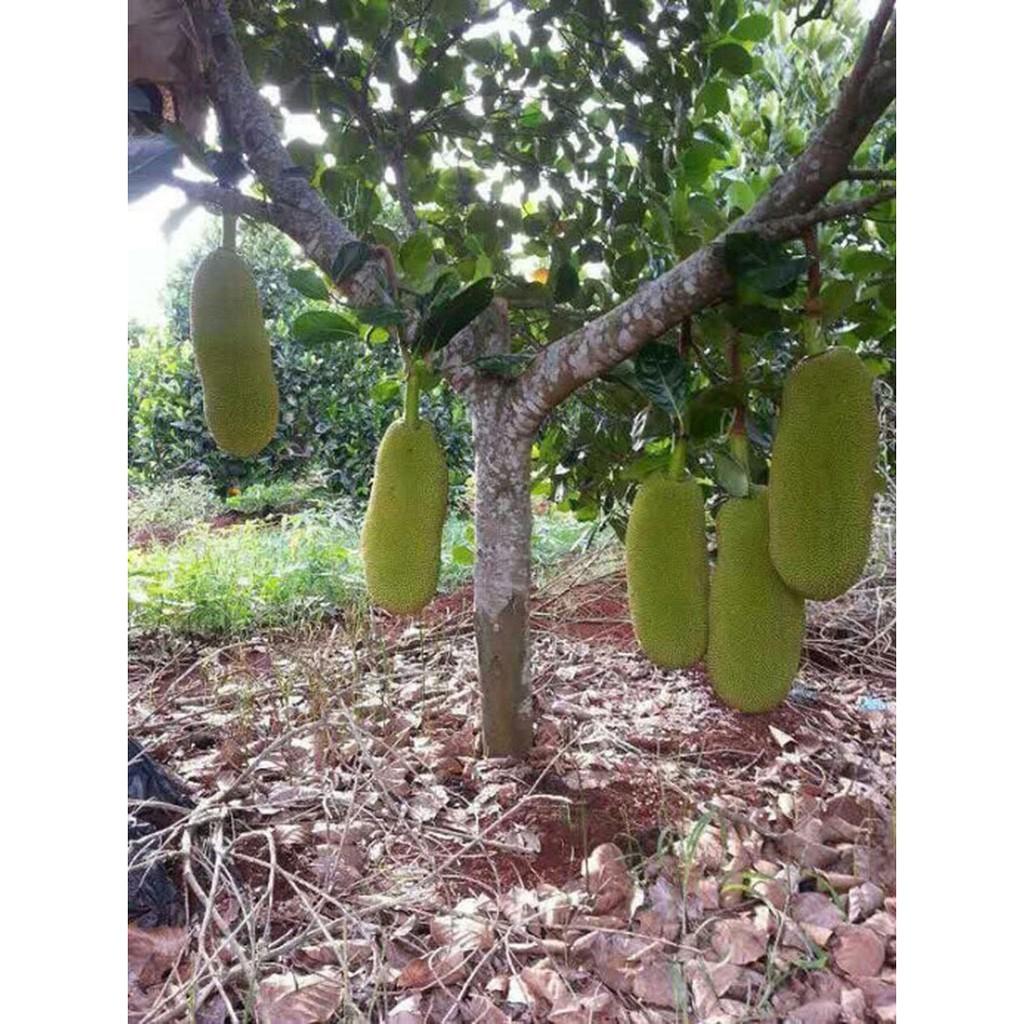 CÂY GIỐNG MÍT DÀI MALAYSIA SIÊU TRÁI