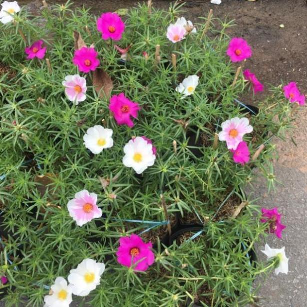 Cây hoa 10 giờ thái