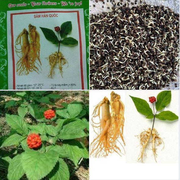 Combo 2 gói Hạt giống nhân sâm hàn quốc - gói 5 hạt - Tặng 1 gói kích thich hạt nảy mầm-HGNN