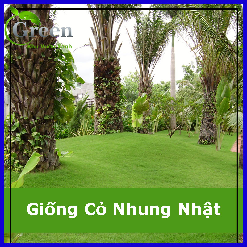 Hạt GiốngCỏ Nhung Nhật Trồng Thảm Sân Vườn