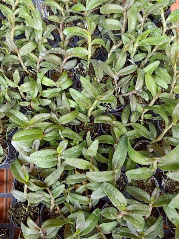 Phi điệp ám cổ văn giang