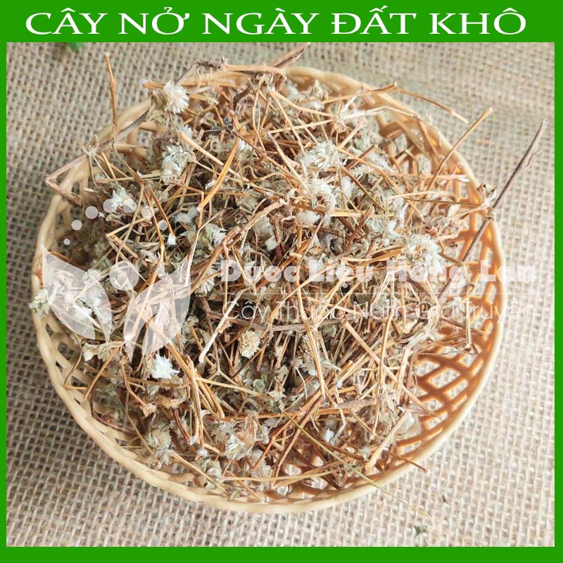 1KG Cây Nở ngày đất khô sạch (Hỗ Trợ Tiểu Đường, Khắc Tinh Bệnh Gút (Gout))