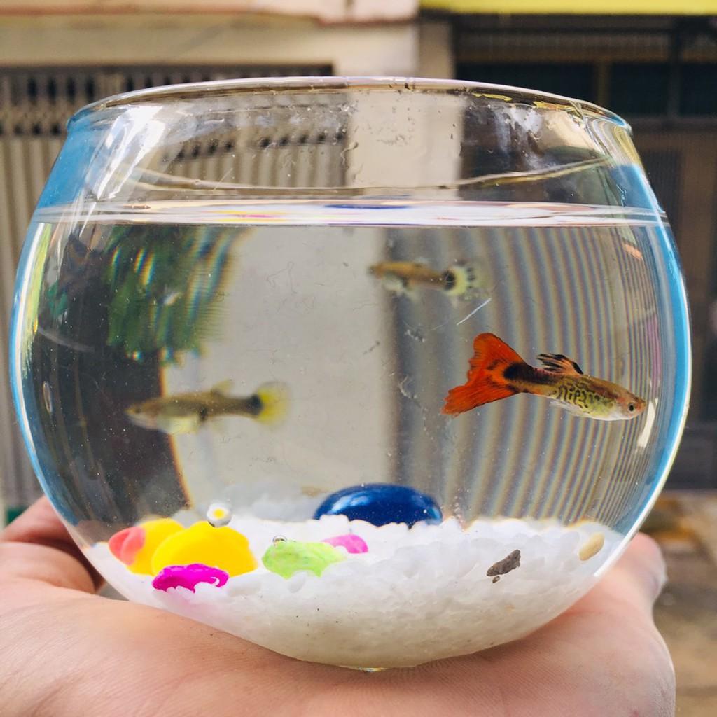 Chậu thủy tinh , bể cá mini tròn 10cm