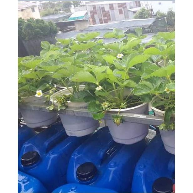 Hạt giống dâu tây đỏ chịu nhiệt KNS3440 - Gói 100 hạt