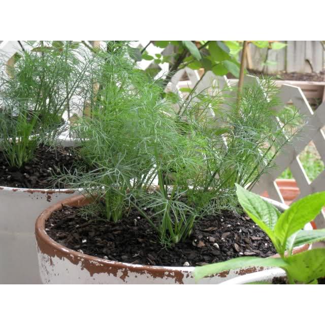 Gói 20g Hạt giống rau thì là, thìa là cao sản - dễ trồng dễ chăm sóc - Anh nông dân chính hiệu