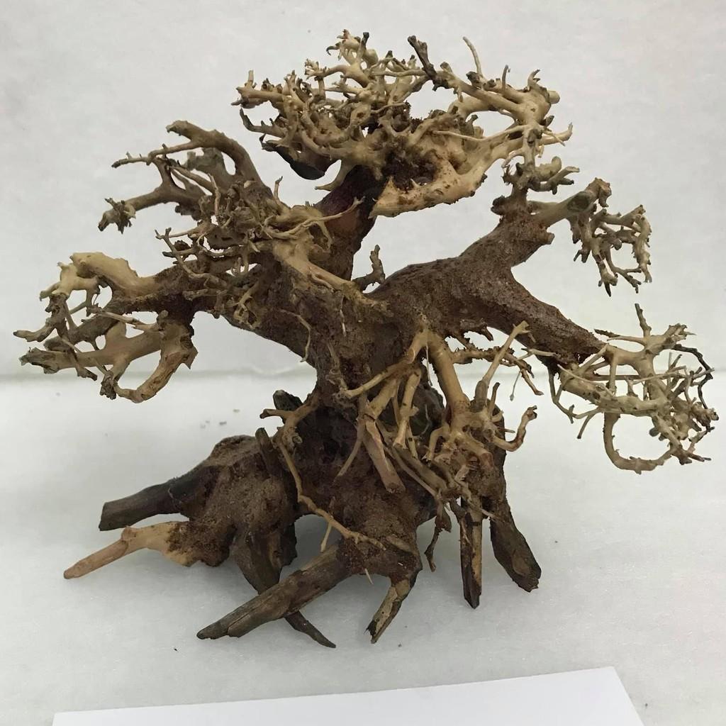 Lũa Bonsai Cho Bể Cá,Bể Thủy Sinh Mini