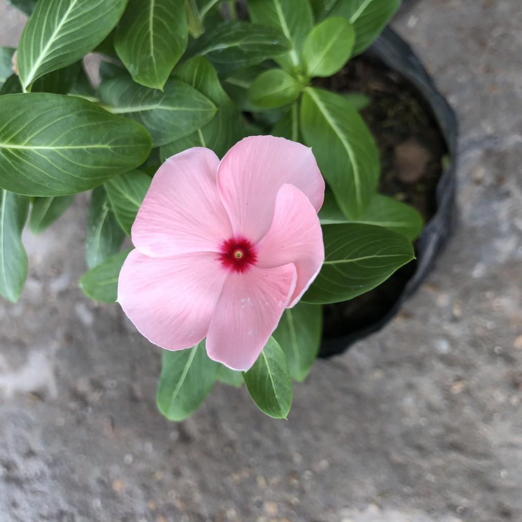 Cây hoa dừa cạn đủ màu, chiều cao 15cm sum suê hoa nở bắt mắt, không ưa nước thích hợp trang trí cảnh quan