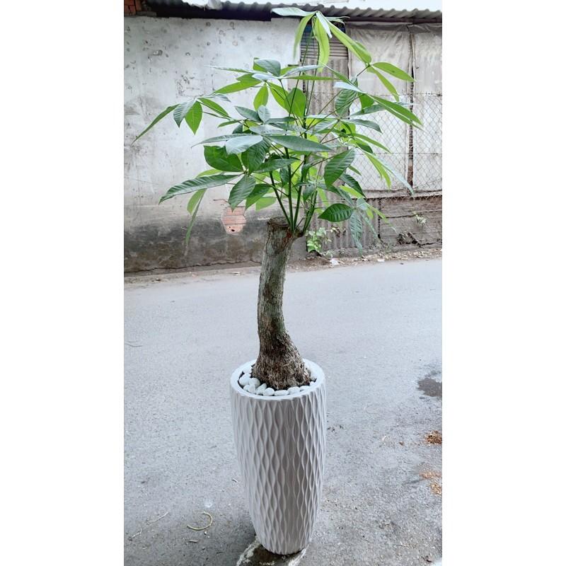 Chậu Cây Kim Ngân 1 Thân Lớn