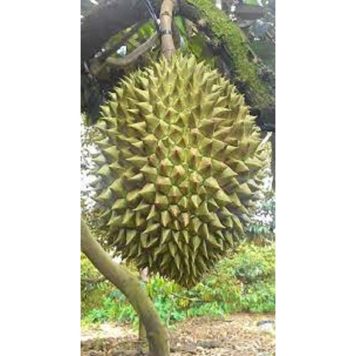 CÂY GIỐNG SẦU RIÊNG MONTHONG THÁI LAN