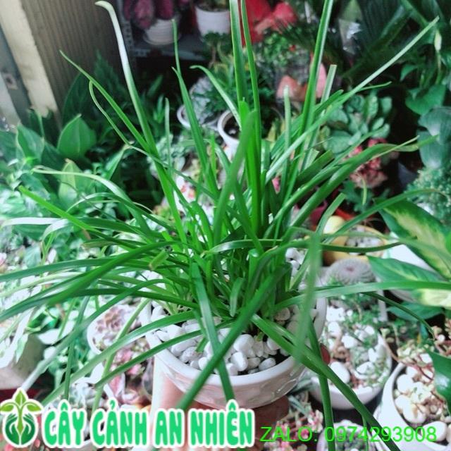Chậu Cây Tóc Tiên