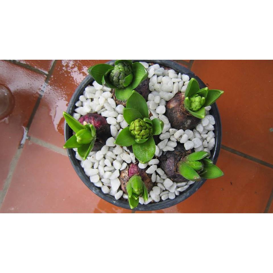 Củ giống hoa tiên ông vàng - 1 củ