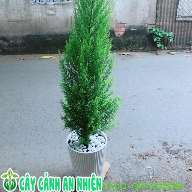 Chậu Cây Tùng Thơm 1m5