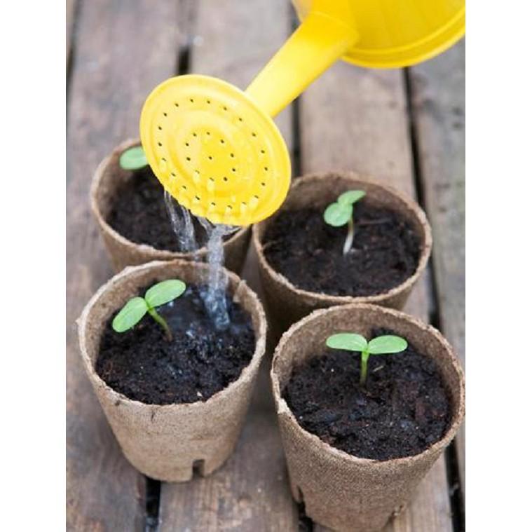 Hạt giống hoa hướng dương đỏ 30 hạt
