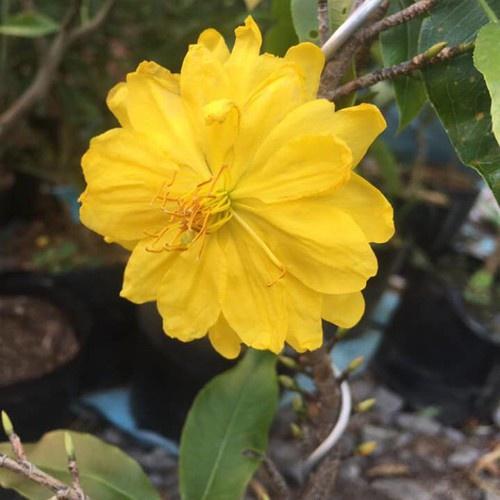 Mai Vàng Đại Lộc Bonsai 24 Cánh Đang Nụ