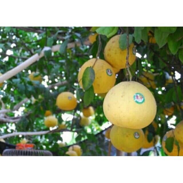 Cây giống bưởi đỏ tân lạc + Tặng 01 cây dâu da đất