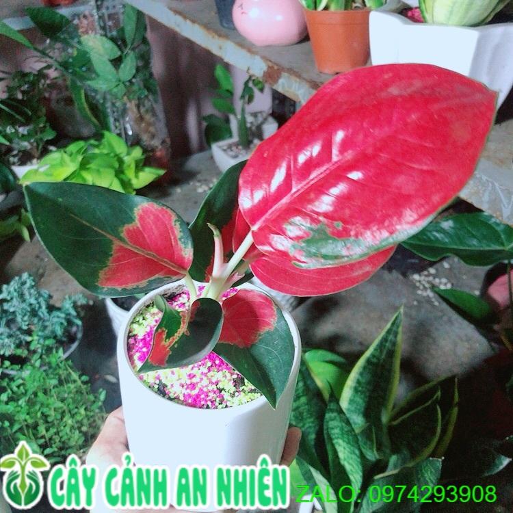 Chậu Cây Phú Quý Đỏ