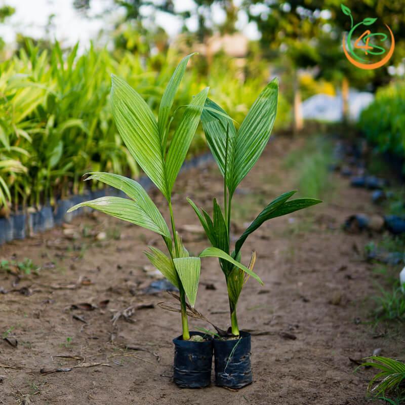 COMBO 3 CÂY GIỐNG CAU TỨ QUÝ LÙN - GIỐNG CHUẨN