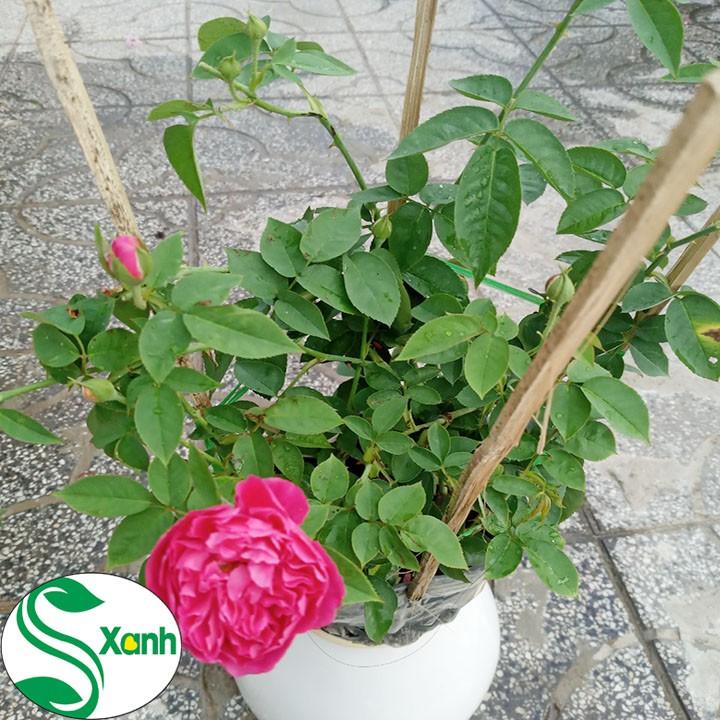 Hoa Hồng Tường Vi - chậu to đẹp