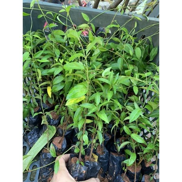 CÂY GIỐNG DÂY THÌA CANH ảnh thật cây gửi như hình 1