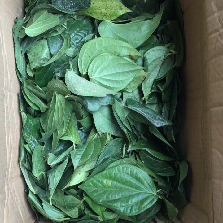 Lá Trầu Không sp1