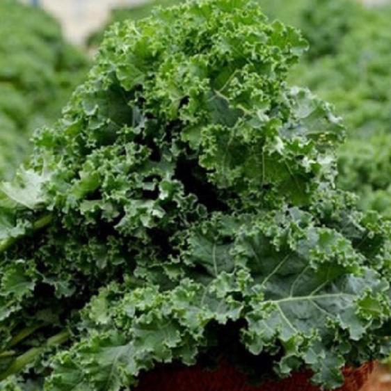 Gói 20 hạt . Hạt giống Cải xoan xanh Kale/tặng kèm gói phân bón lót