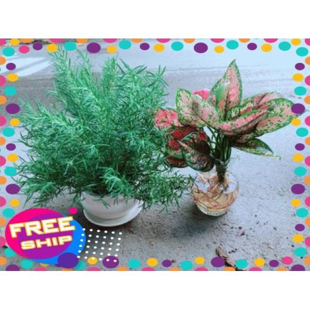 Chậu Vạn Lộc Trồng Thuỷ Sinh Hàng Đẹp