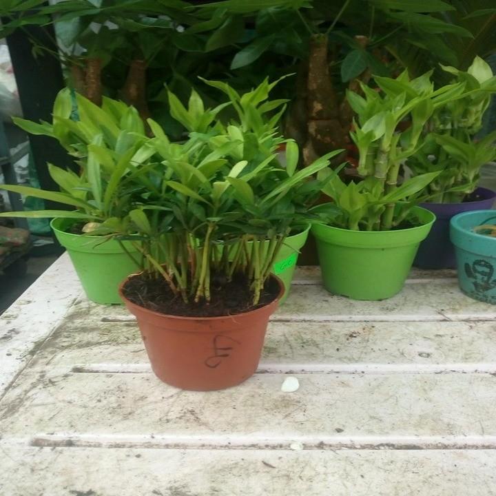 Cây tùng la hán cây đẹp chuẩn giống