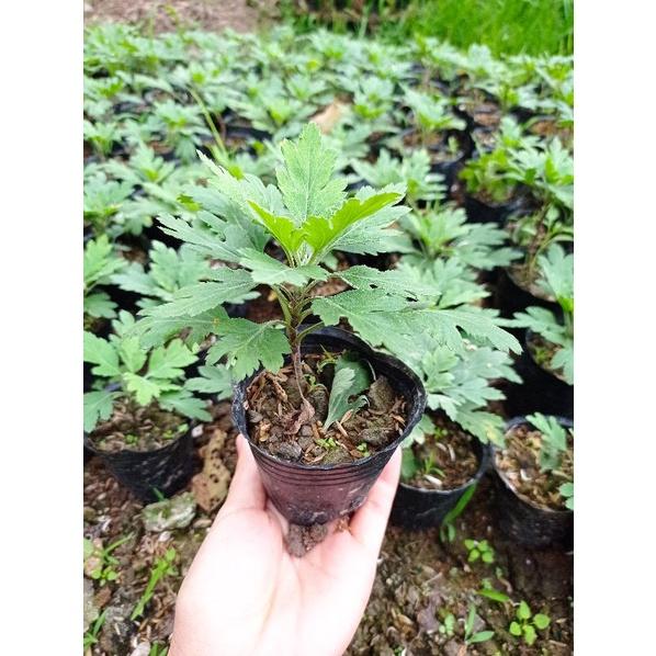 Cúc Tiểu Thư giá dọn vườn giá sỉ chỉ 5k