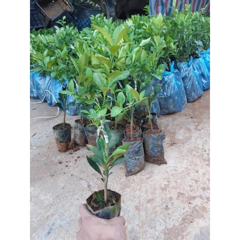 CÂY CHANH GIỐNG TỨ QUÝ