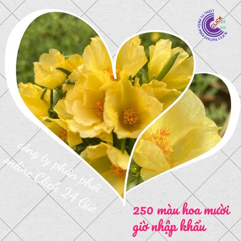 1 Ký Cành Giống Hoa Mười Giờ Màu VÀNG Thái Đơn Nhập Khẩu Dễ Trồng Siêu Siêng Hoa Hoa Mười Giờ Bonsai & Phụ Kiện