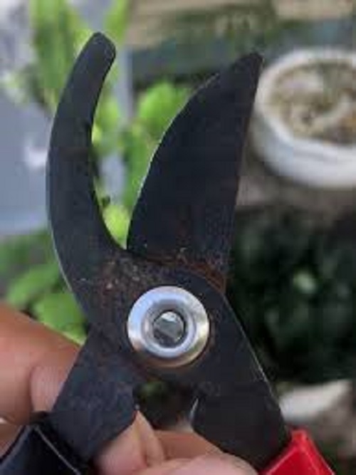 Kéo chuyên dụng cắt tỉa cây cảnh nhỏ gọn dễ dùng - Hàng nội địa Nhật Bản.