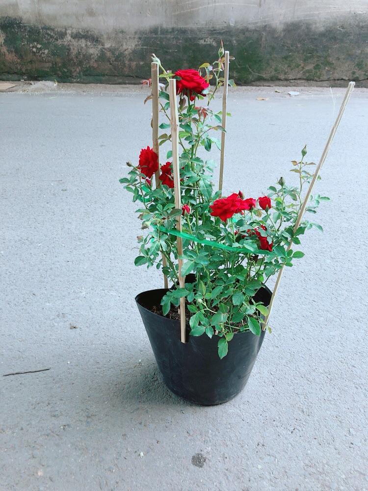 Bụi Hoa Hồng Siêu Nụ