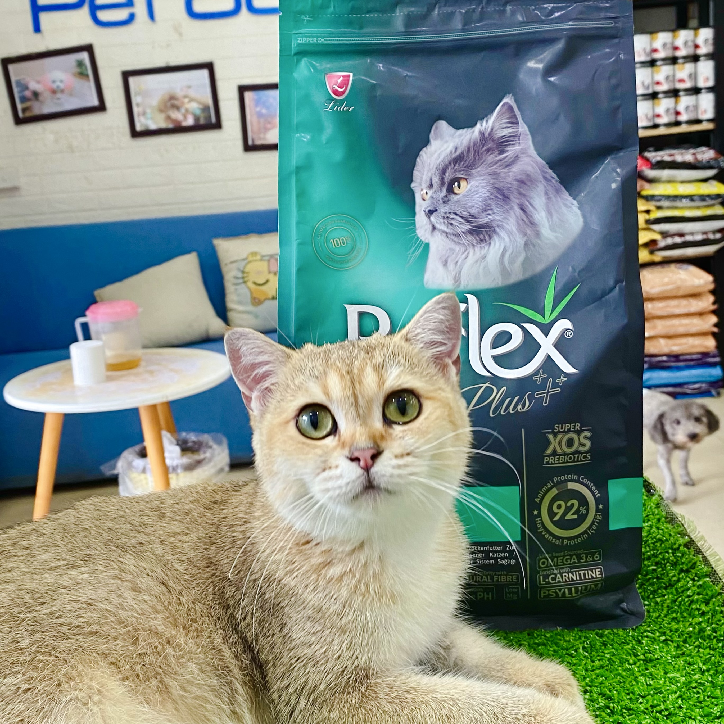 ￼Hạt Reflex Urinary túi 1,5kg - Hỗ trợ trị bệnh thận cho mèo