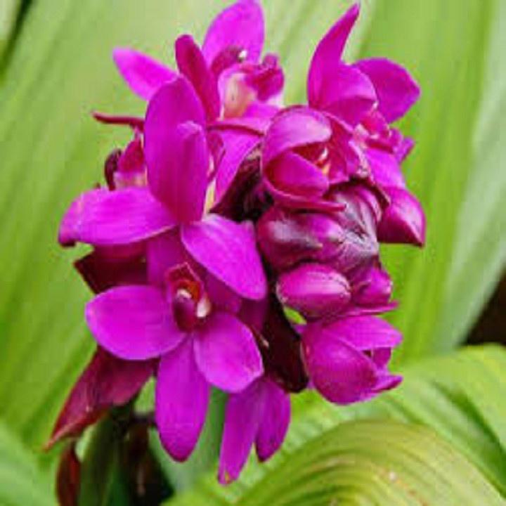 CHẬU GIỐNG HOA ĐỊA LAN CHU ĐỈNH MÀU HỒNG SONG HỶ
