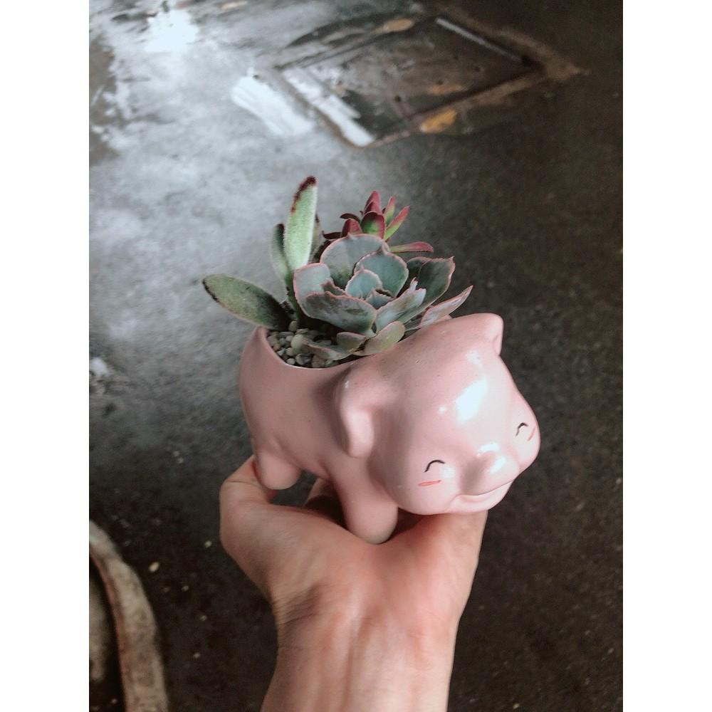 Chậu sen đá tiểu cảnh 13