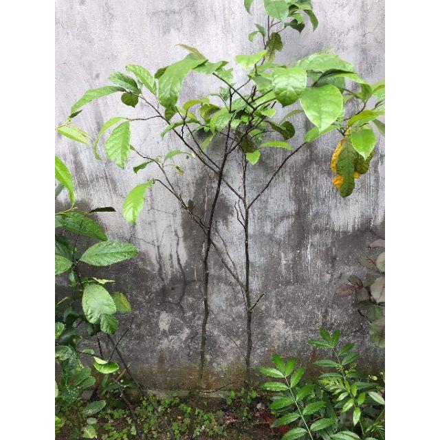 Cây Chay Giống