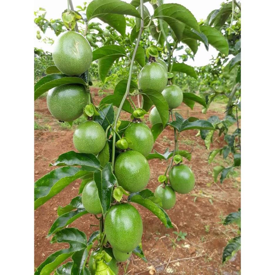 Cây chanh leo tím + Tặng 01 cây dâu da đất