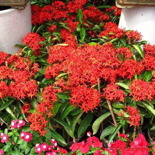 Hoa mẫu đơn đỏ hồng mỹ -bầu cây lớn đang hoa - BCGDHMDHM